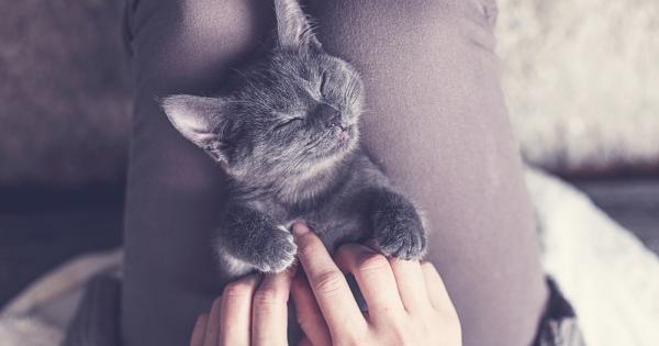 Котките са невероятни създания и нищо чудно че целият свят