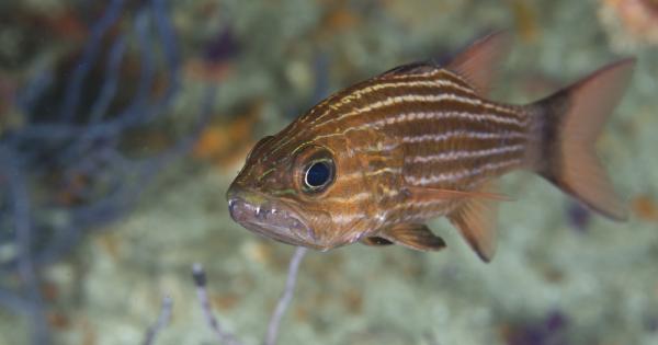 Учени са открили химически уникална отрова в малка тропическа рибка