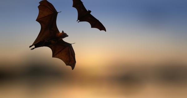 Най бързо летящата жива твар не е птица а бозайник До