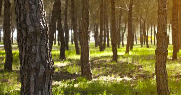 Испанският национален парк Доняна едно от местата с най богато биоразнообразие