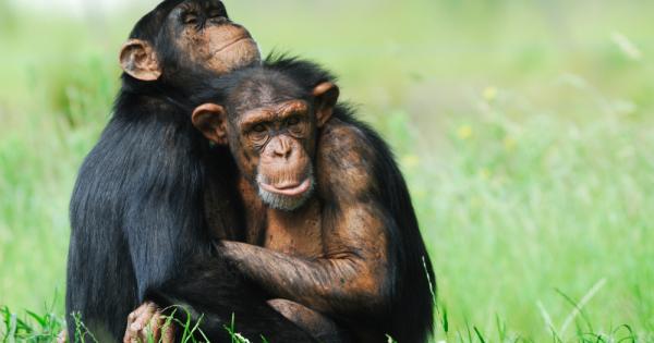 Американски психолози установиха че когато шимпанзета гледат заедно видеоклипове те