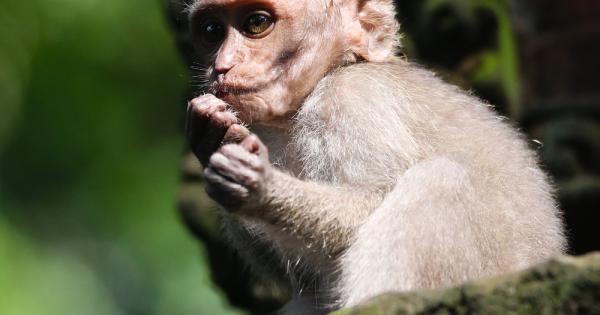 Москва Научно изследователският институт за медицинска приматология започна реализацията на програми за