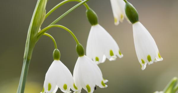 През 50 те години на миналия век в света избухва пандемия