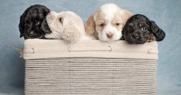 Не е ясно кога точно и защо но преди много