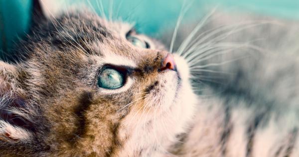 Фотография на животно предизвиква в човешкия мозък по силна реакция от