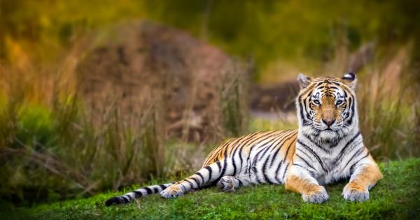 Discovery Communications обявиха историческо партньорство със Световния фонд за дивата