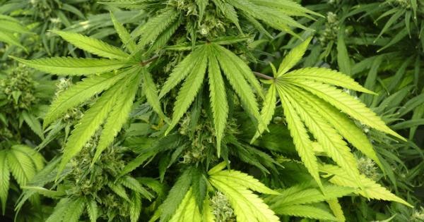 Археолози откриха най стария запазен запас от канабис в гроба на