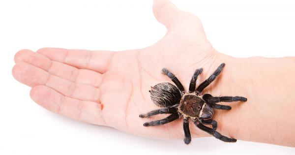 Въпреки че като цяло паяците не се радват на голяма