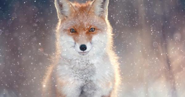 Лисиците заемат специално място в сърцето ни заради своя красив