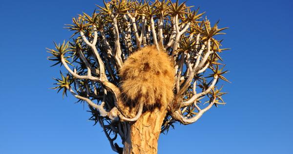 Повечето животни са склонни да се примирят и с най обикновен