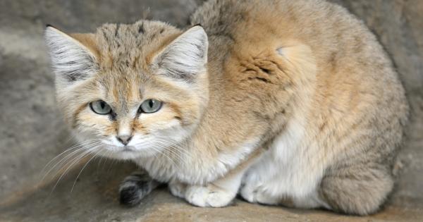 Изследователи от Обединените арабски емирства успяха да заснемат за първи