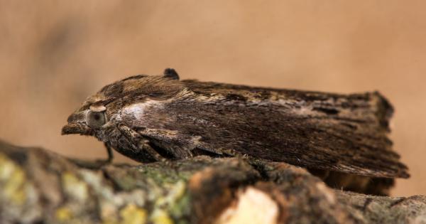 Всеизвестно е че прилепът е животното с най добър слух в