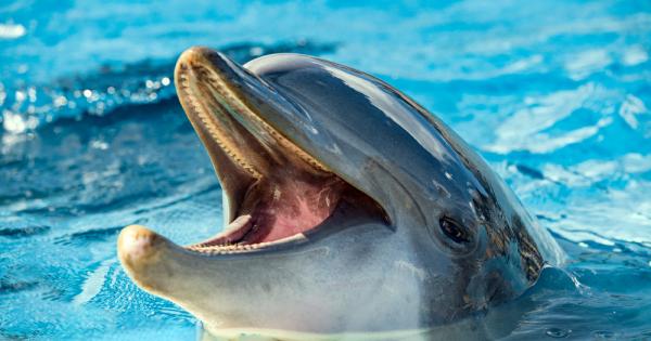Делфините са известни със своята висока интелигентност Ново изследване свърза