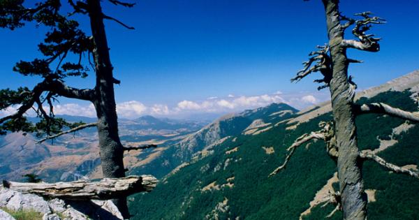 Дърво от вида Босненски бор което се намира в Гърция