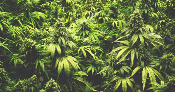 Изследване тества как канабисът влияе върху креативността засичането на грешките