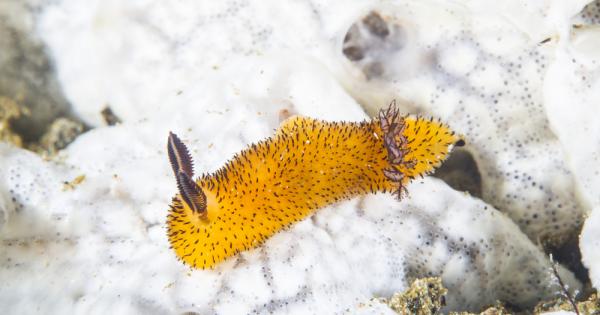 По принцип морските охлюви не са създания които смятаме за