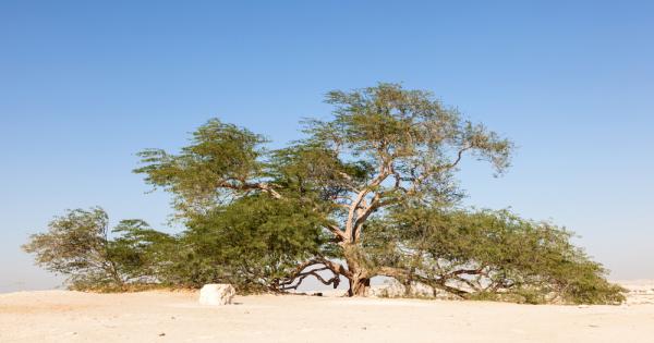 Дървото на живота, или Шараят-ал-Хаят на местния език, е невероятно.