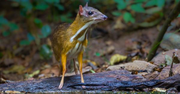 Запознайте се с канчила Tragulus kanchil известен още като мишевиден