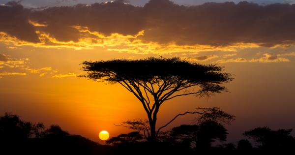 Серенгети се простира в Танзания и е най посещаваният парк в