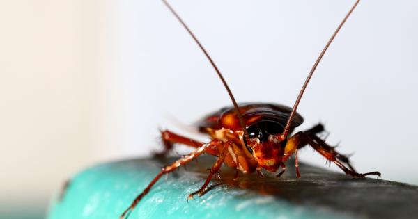 Хлебарките имат сериозен проблем във връзките с обществеността. Почти няма