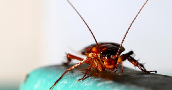 Ново изследване върху гените на широко известните като неизтребими хлебарки