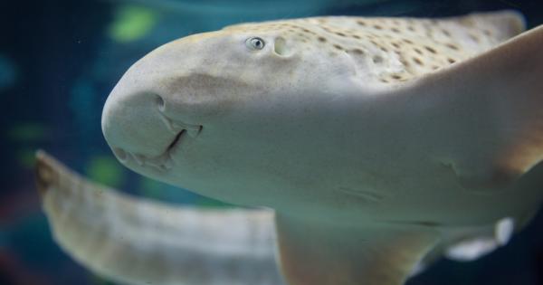 Зеброва акула в Австралия Stegostoma sasciatum стана първия засвидетелстван случай