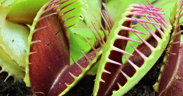 Хищните растения са нещо като нов ботанически кошмар но това