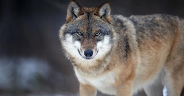 В един рядък експеримент унгарски учен търси отговор на този