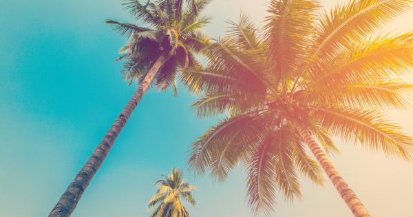 Всяка година от падащи кокосови орехи умират повече туристи отколкото