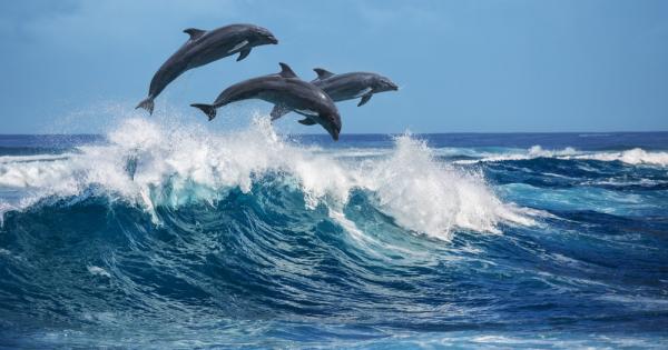 Делфините красиви и величествени не спират да очароват хората Те