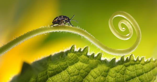 Огромните насекоми са се развивали в периоди когато атмосферата е