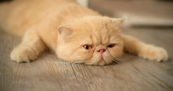 Ако обичате да се излежавате пред телевизора дори когато не