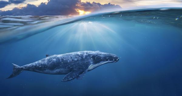 Трима рибари от Оман са успели да направят невероятно ценен