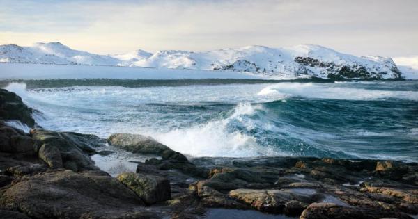 Сивите вълци са сред водещите хищници в арктическата тундра но