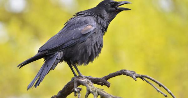 Гарваните могат да си представят че са наблюдавани от скрит