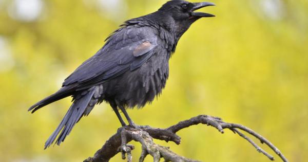 Известно е че всички видове вранови птици като гарвани свраки