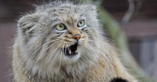 Котките манул са застрашен вид диви животни, които се срещат