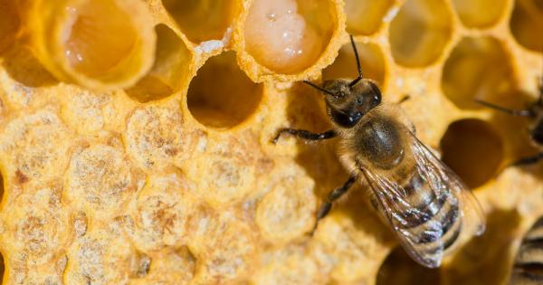 От хиляди години насам медът се цени високо заради своите антисептични свойства Днес