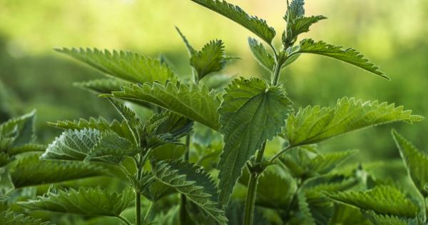 Всеки се е докосвал до гнева на копривата и нейното