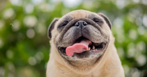 Кучетата са изключително приятелски настроени както към стопаните си така