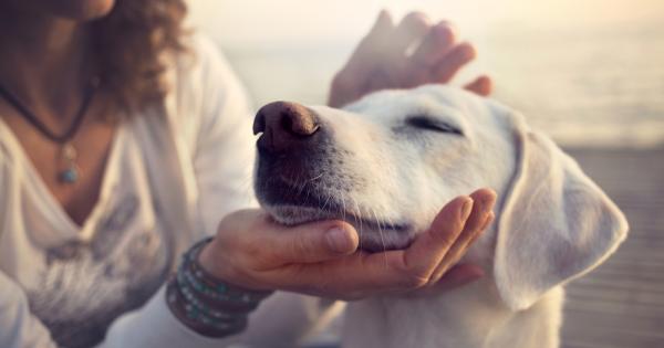 Кучетата са много по способни да разглеждат дадена ситуация от човешка