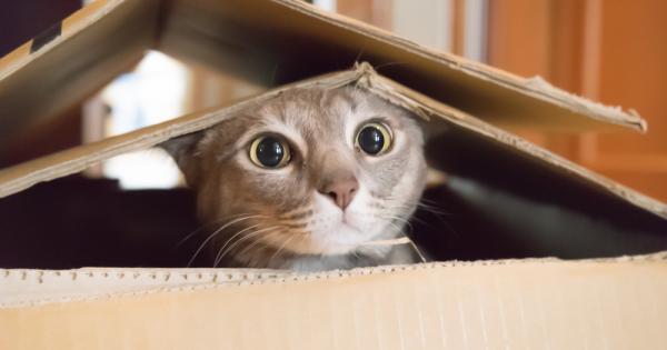 Котката може да има девет живота но две трети от