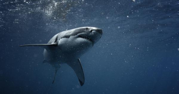 Изследователи от Университета Флиндърс Австралия създадоха нови материали за хидрокостюми на