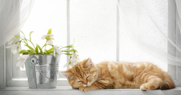 Сънуват ли котките Повечето стопани биха се заклели че котките им