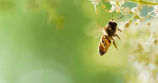 Финландски учени създадоха първата ваксина срещу заболяване при пчелите с