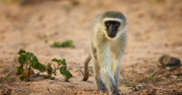 Нов вид терапия с антитела изглежда е блокирала напълно ХИВ