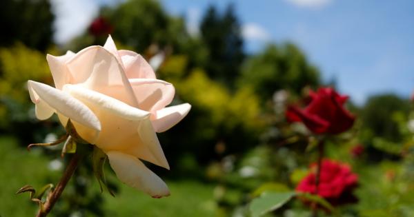 Учени откриха начин как да инжектират проводящ разтвор в отрязана