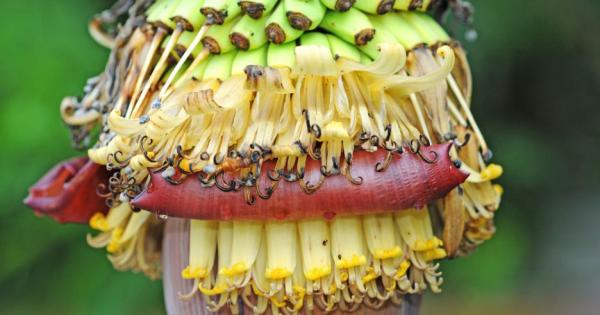 Първата пластична операция Знаете ли че първата пластична операция на