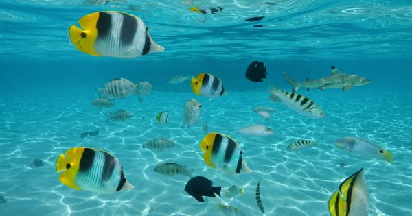 Дали златна рибка гупа или шаран – рибите са предпочитани