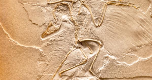 В парче кехлибар в Мианмар бе намерен фрагмент от опашката